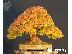 PoulaTo: 10 Σποροι Χρυσο Bonsai