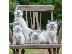 PoulaTo: Bengal kittens for Rehoming