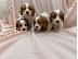 PoulaTo: κουτάβια Cavalier King Charles Spaniel