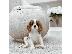 PoulaTo: Διατίθενται κουτάβια Cavalier King Charles Spaniel