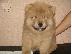 PoulaTo: έχουμε μια όμορφη στρωμνή kc chow chow chow chow