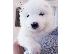 PoulaTo: Samoyed κουτάβια διαθέσιμα!