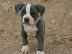 PoulaTo: Όμορφα κουτάβια Pitbull !!