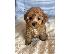 PoulaTo: Τα κουτάβια Maltipoo είναι έτοιμα τώρα