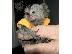 PoulaTo: baby marmoset για 300 €