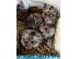 PoulaTo: marmoset μωρό για € 250