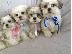 PoulaTo: Shih Tzu Puppies