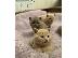 PoulaTo: healthy kittens for adoption