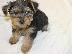 PoulaTo: κουτάβια Teacup Yorkie