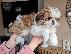 PoulaTo: Shih Tzu