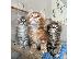 PoulaTo: Maine Coon Kittens Διαθέσιμα