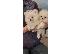PoulaTo: Pomeranian toy