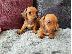 PoulaTo: Όμορφα κουτάβια dachshund+34634098453