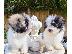PoulaTo: Διατίθενται κουτάβια Havanese