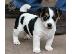 PoulaTo: Διαθέσιμα κουτάβια Jack Russell Terrier(solidaryfarmers@gmail.com)