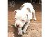 PoulaTo: American Bully puppies