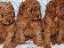 PoulaTo: Poodle apricot toy - Κανίς βερυκοκί τόι