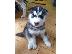 PoulaTo: Πωλούνται κουτάβια Siberian Husky.