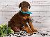 PoulaTo: Κουτάβια Doberman Pinscher