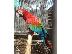 PoulaTo: Hyacinth Greenwing Macaw Parrots