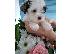 PoulaTo: lovely yorkie puppies for sale