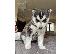 PoulaTo: Pure Breed Siberian HuskyPuppies