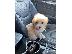 PoulaTo: Beautiful Tiny Maltese Puppy