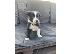 PoulaTo: Border Collie Puppies για υιοθεσία