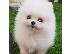 PoulaTo: Πολύτιμα κουτάβια Pomeranian