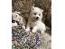 PoulaTo: Πώληση κουτάβια Samoyed.