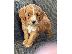 PoulaTo: Labradoodle