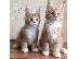 PoulaTo: Διαθέσιμα γατάκια Maine coon