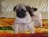 PoulaTo: Ελκυστικά κουτάβια Pug