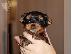 PoulaTo: Yorkshire Terrier, κουτάβια, 10 εβδομάδες, έτοιμοι να πάνε τώρα...