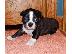 PoulaTo: Boston Terrier