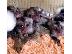 PoulaTo: Finger Marmoset Monkeys for sale