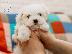 PoulaTo: Yorkshire terrier super pocket, Αττική (€ 110.00 )