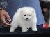 PoulaTo: πομερανός μινι καθαρόαιμα/ Pomeranian Mini