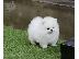 PoulaTo: Πολύτιμα κουτάβια Pomeranian