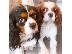 PoulaTo: Κουτάβια Cavalier King Charles