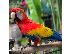PoulaTo: ΠΩΛΕΙΤΑΙ SCARLET MACAW