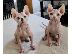 PoulaTo: γατάκια Sphynx