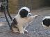 PoulaTo: Διαθέσιμα κουτάβια Saint Bernard
