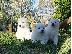 PoulaTo: Όμορφα Pomsky Pups