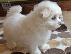 PoulaTo: Maltese