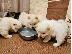 PoulaTo: ΔΙΑΘΕΣΙΜΑ LOVELY CHOW CHOW PUPPY