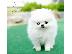 PoulaTo: Κουτάβια Pomeranian