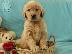 PoulaTo: X μάζα τεριέ Golden Retriever