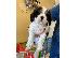 PoulaTo: Κουτάβια Cavalier King Charles Spaniel