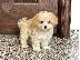 PoulaTo: maltipoo κουτάβια